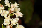 Dogtongue buckwheat